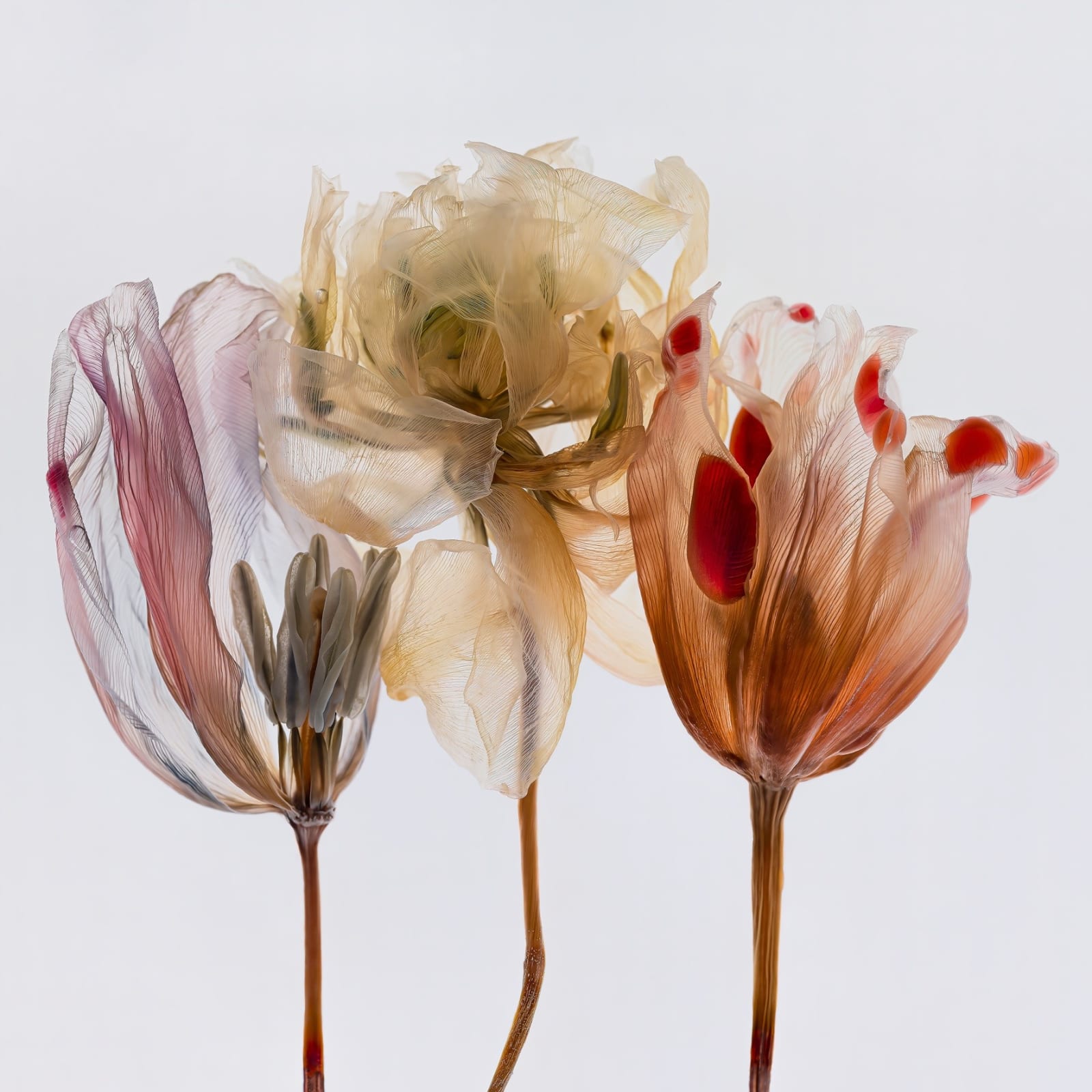 The strange and supernatural flowers by Kathrin Linkersdorff (Purdy Hicks Gallery, London)